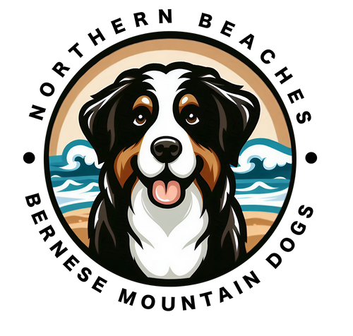 Northern Beaches Bernese Mountain Dogs